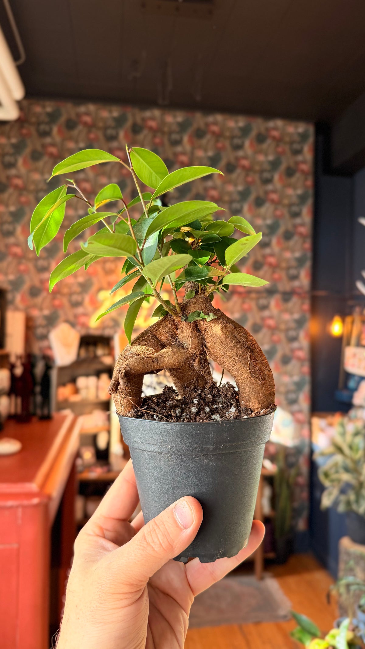 4” Ginseng Bonsai