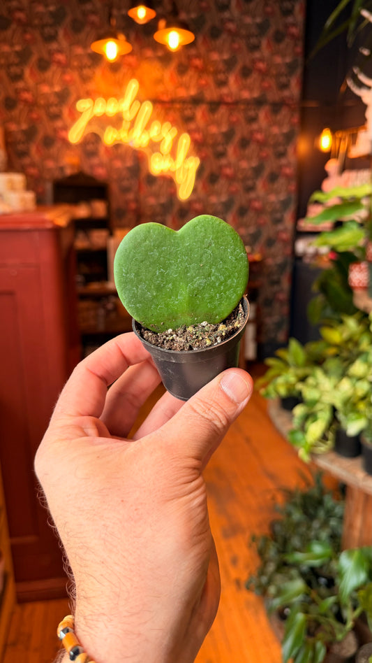 2.5” Sweetheart Hoya