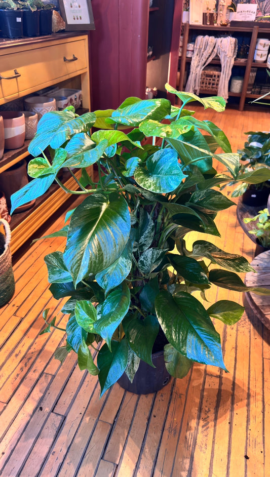 10” Marble Queen Pothos Totem