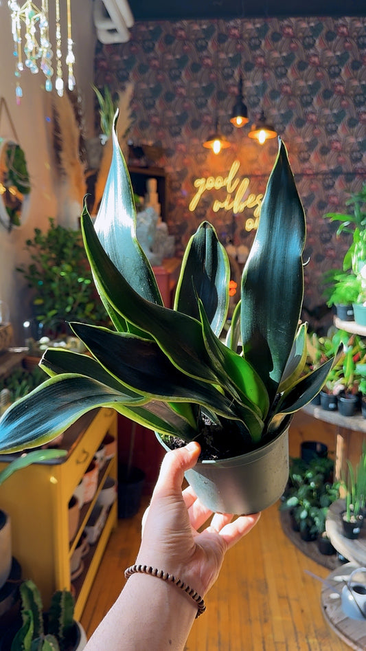 6” Black Gold Sansevieria