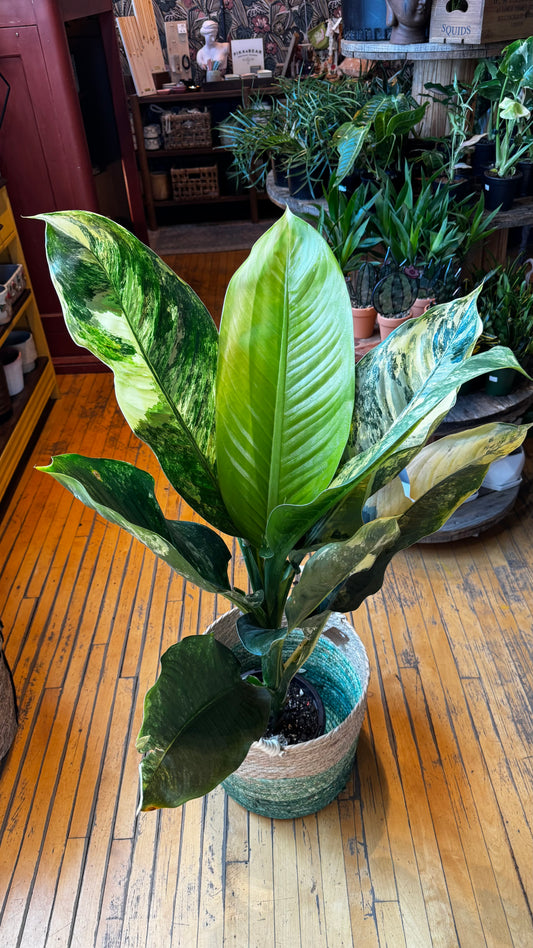 8” Big Ben Variegated Deifenbachia