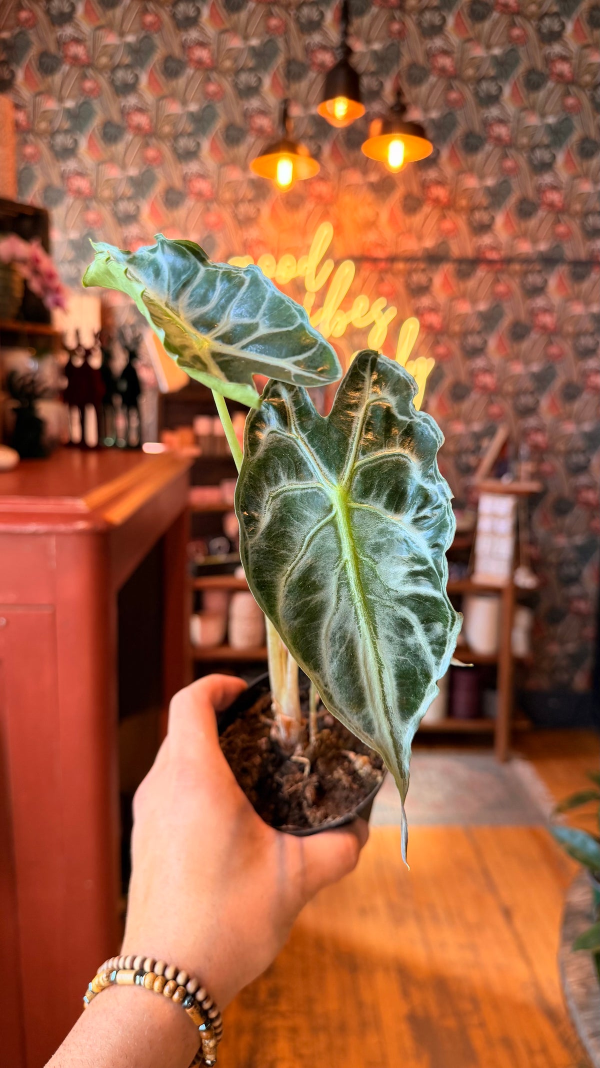 4” Venom Alocasia