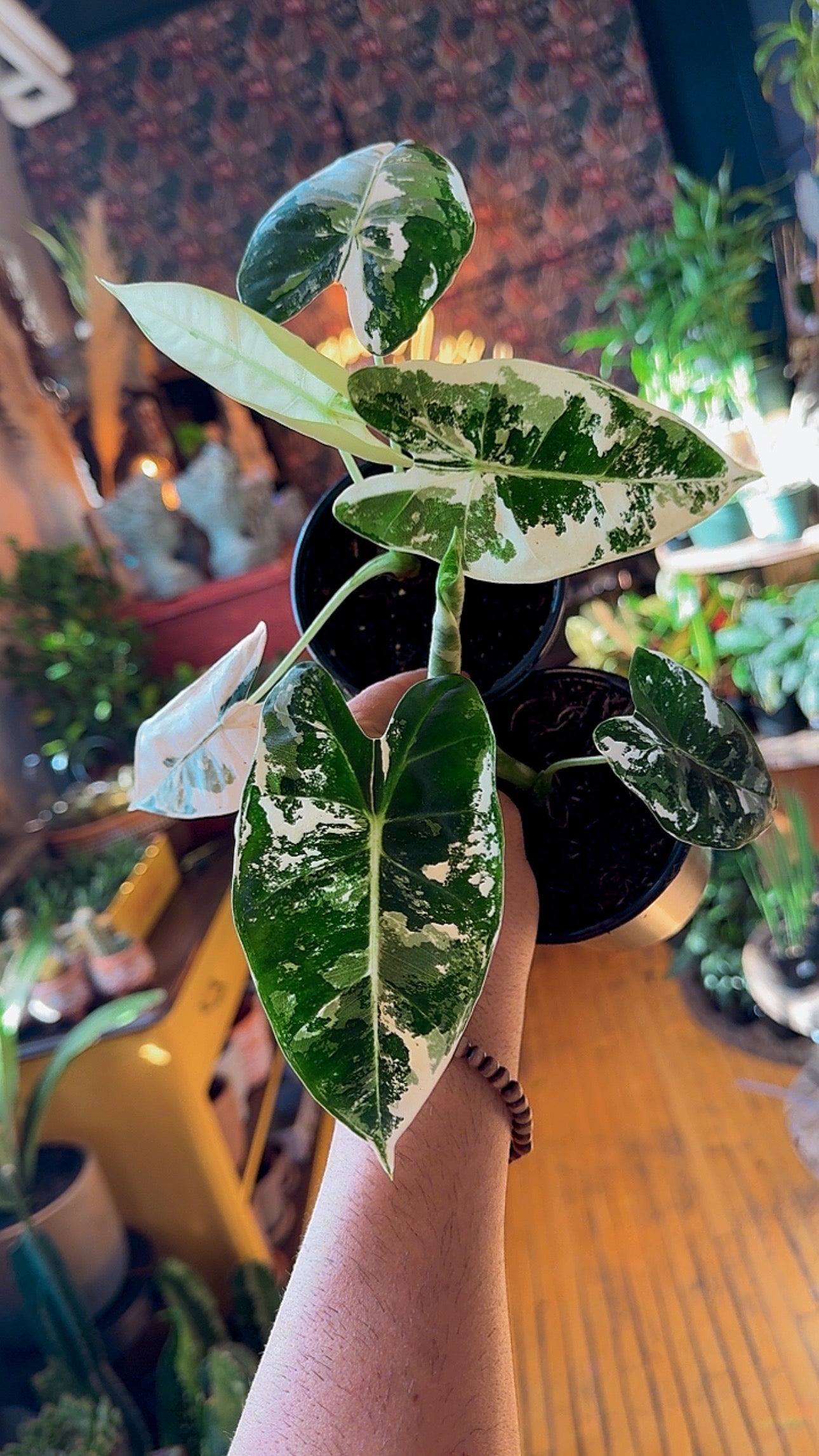 4” Alocasia Frydek Variegated