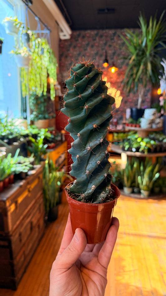 3.5” Spiral Cactus