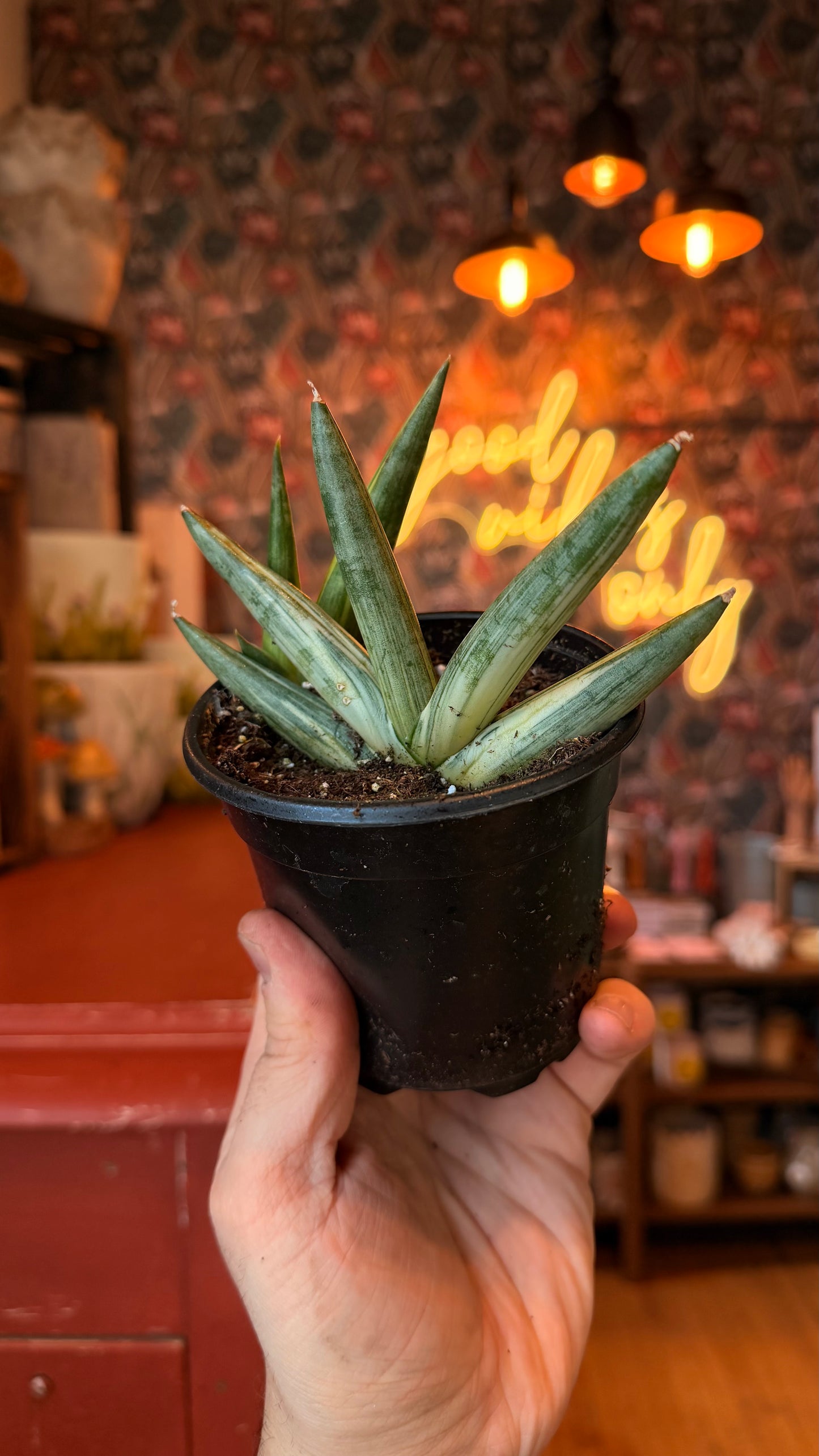 4” Variegated Starfish Snake Plant