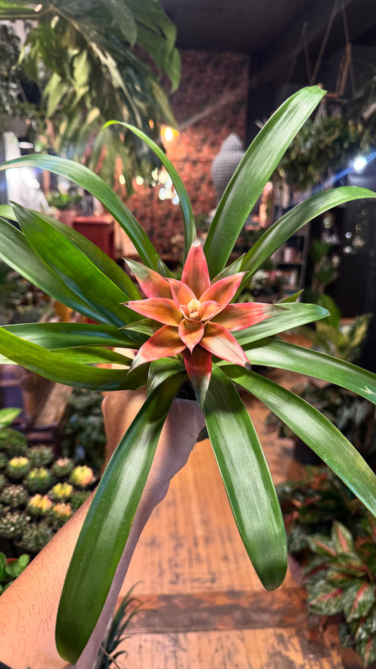 4” Bromeliad Guzmania