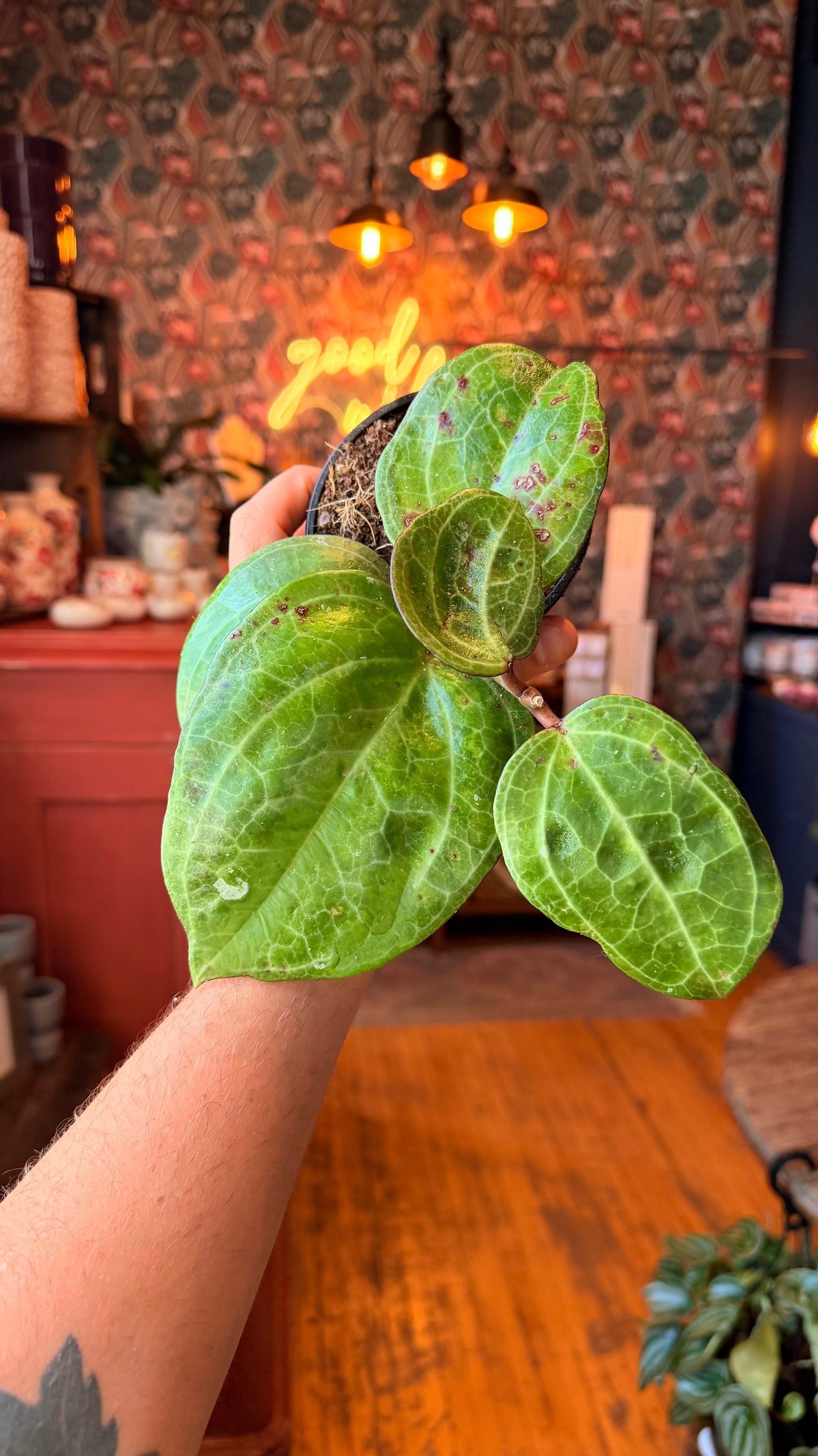 4” Hoya Sarawak