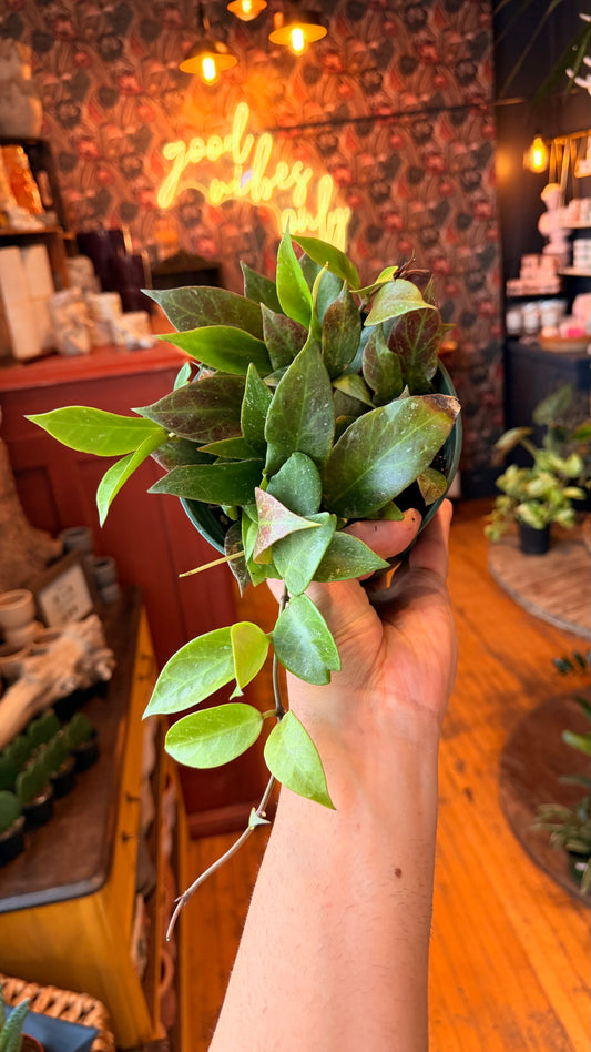 6” Sunrise Hoya