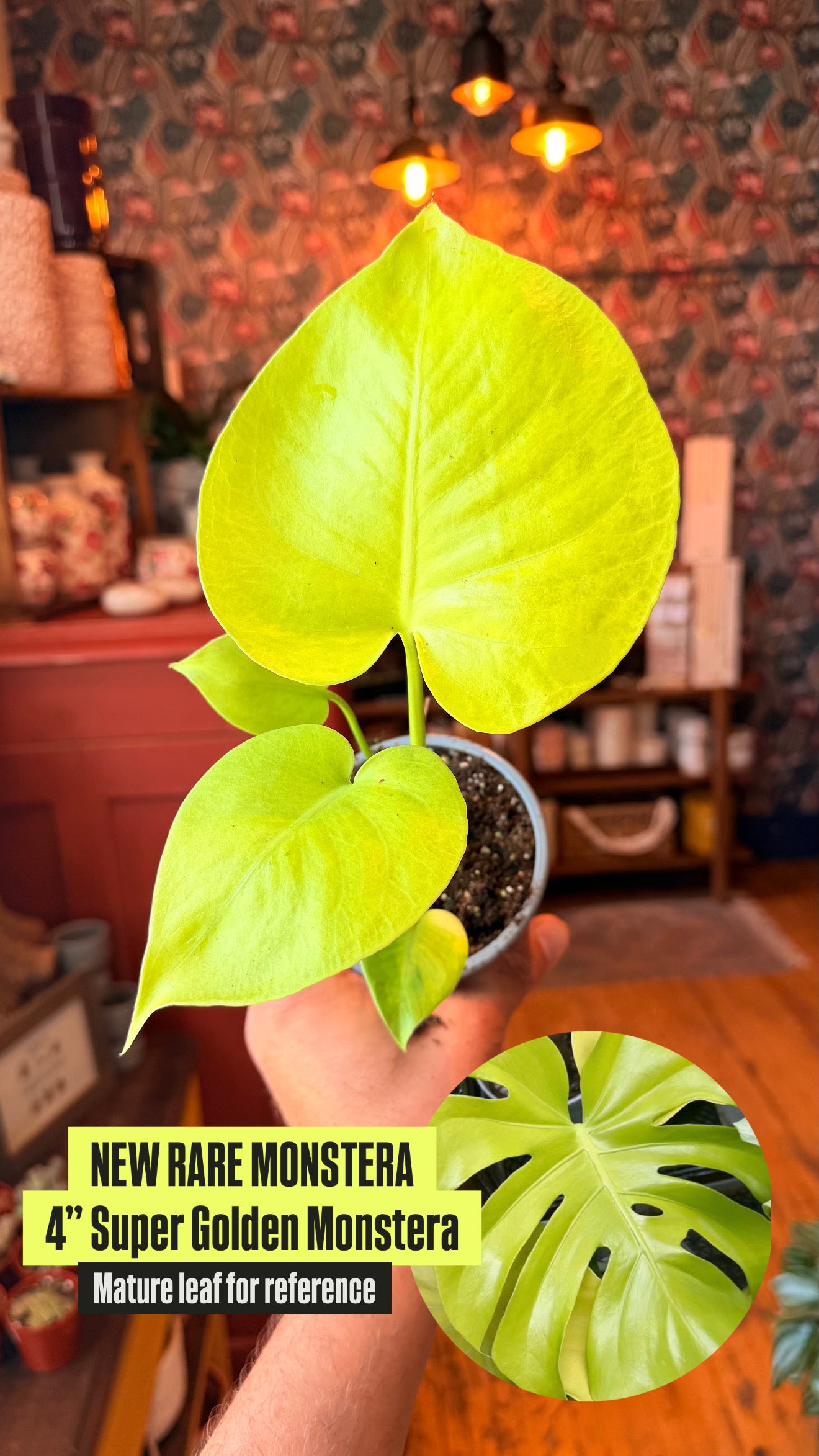 4” Super Golden Monstera