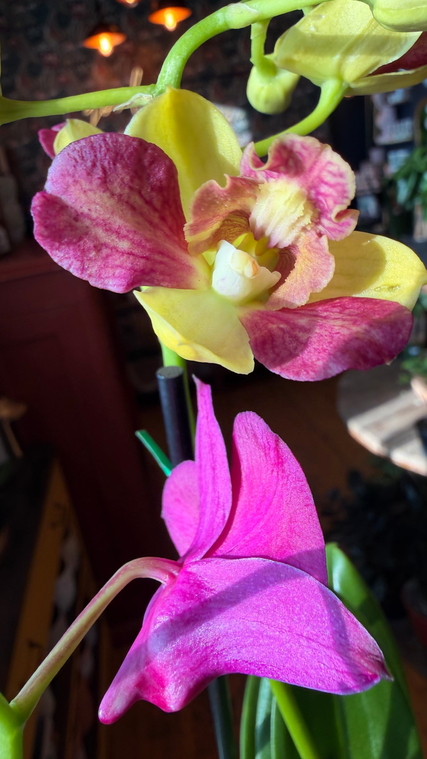 4” Dendrobium Orchid Assorted