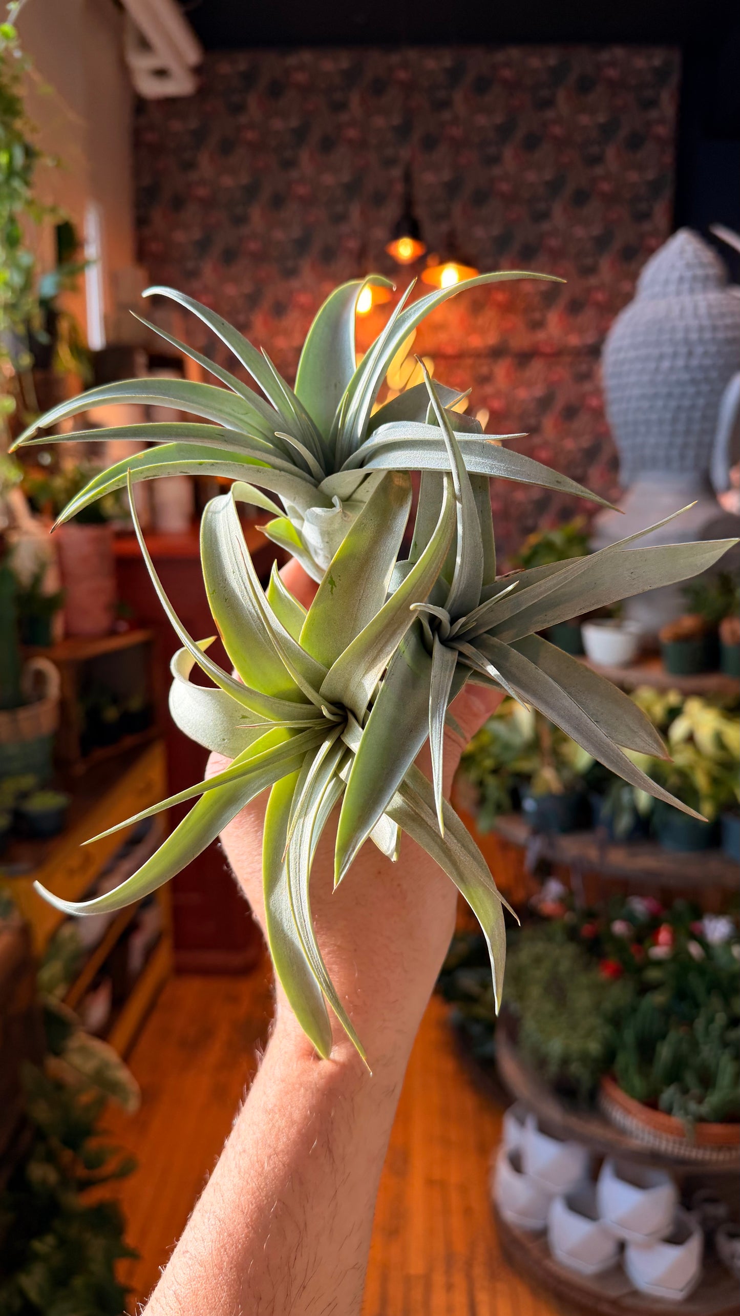 Large Airplants Assorted