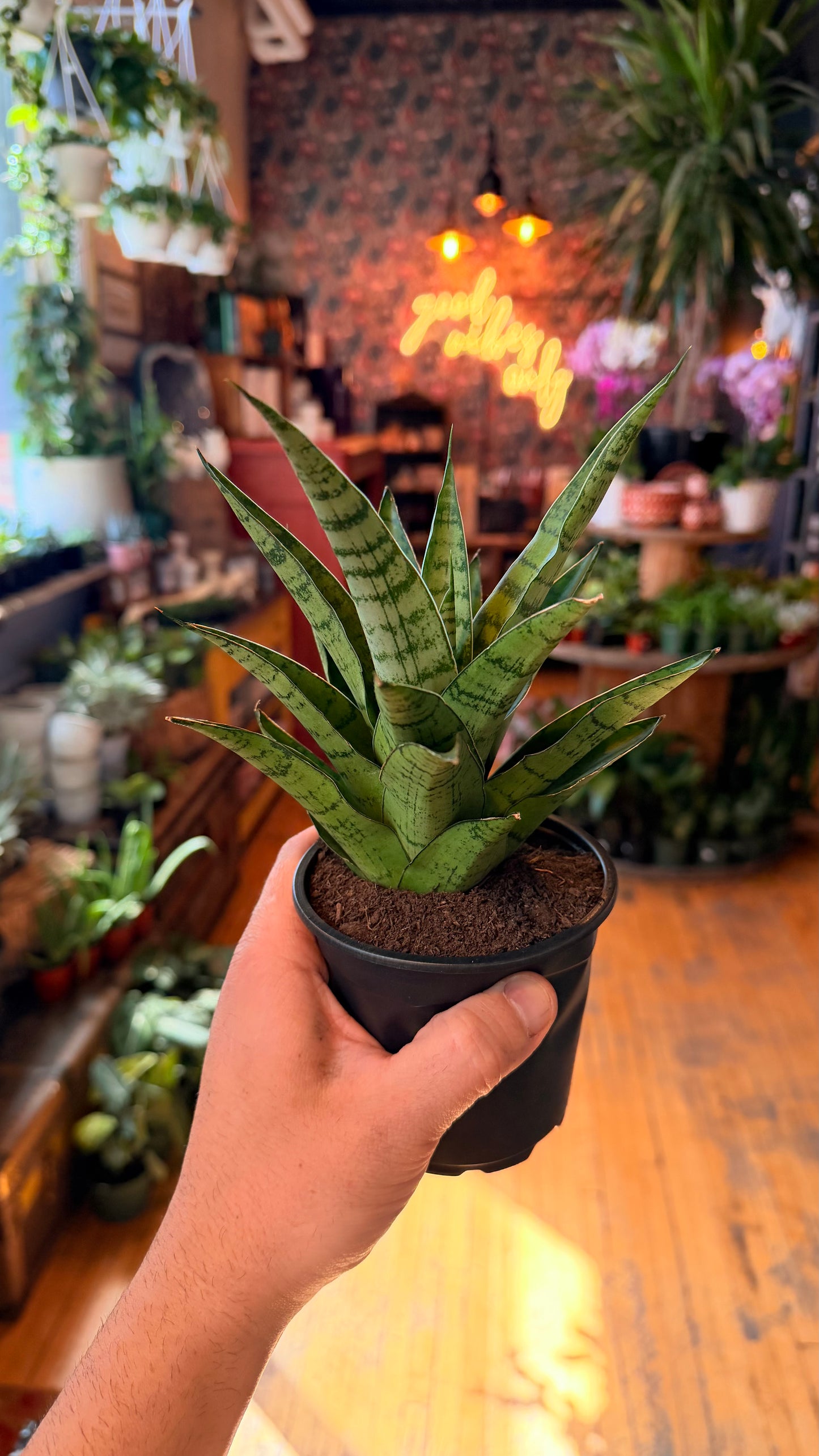4” Tough Lady Snake Plant