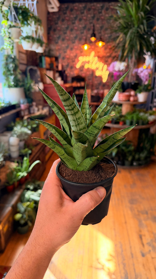 4” Tough Lady Snake Plant