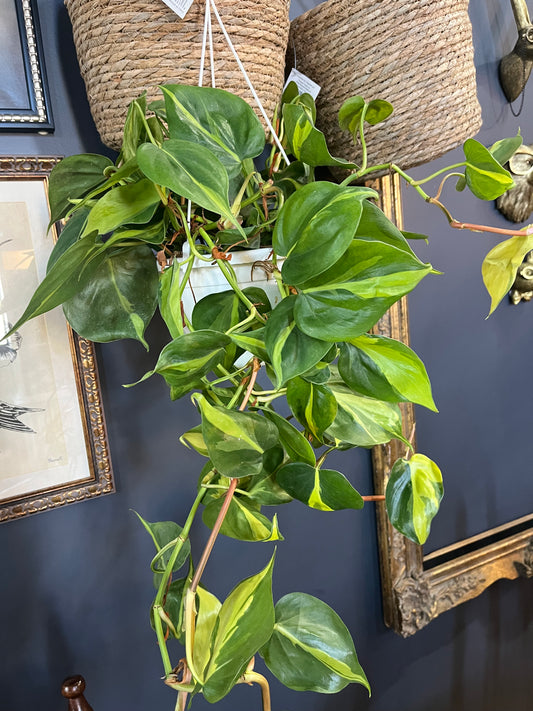 8” Brazil Philodendron Hanging Basket