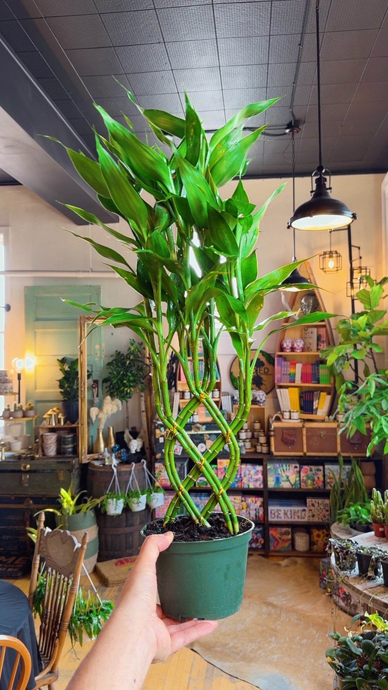 6” Bamboo Weave Plant