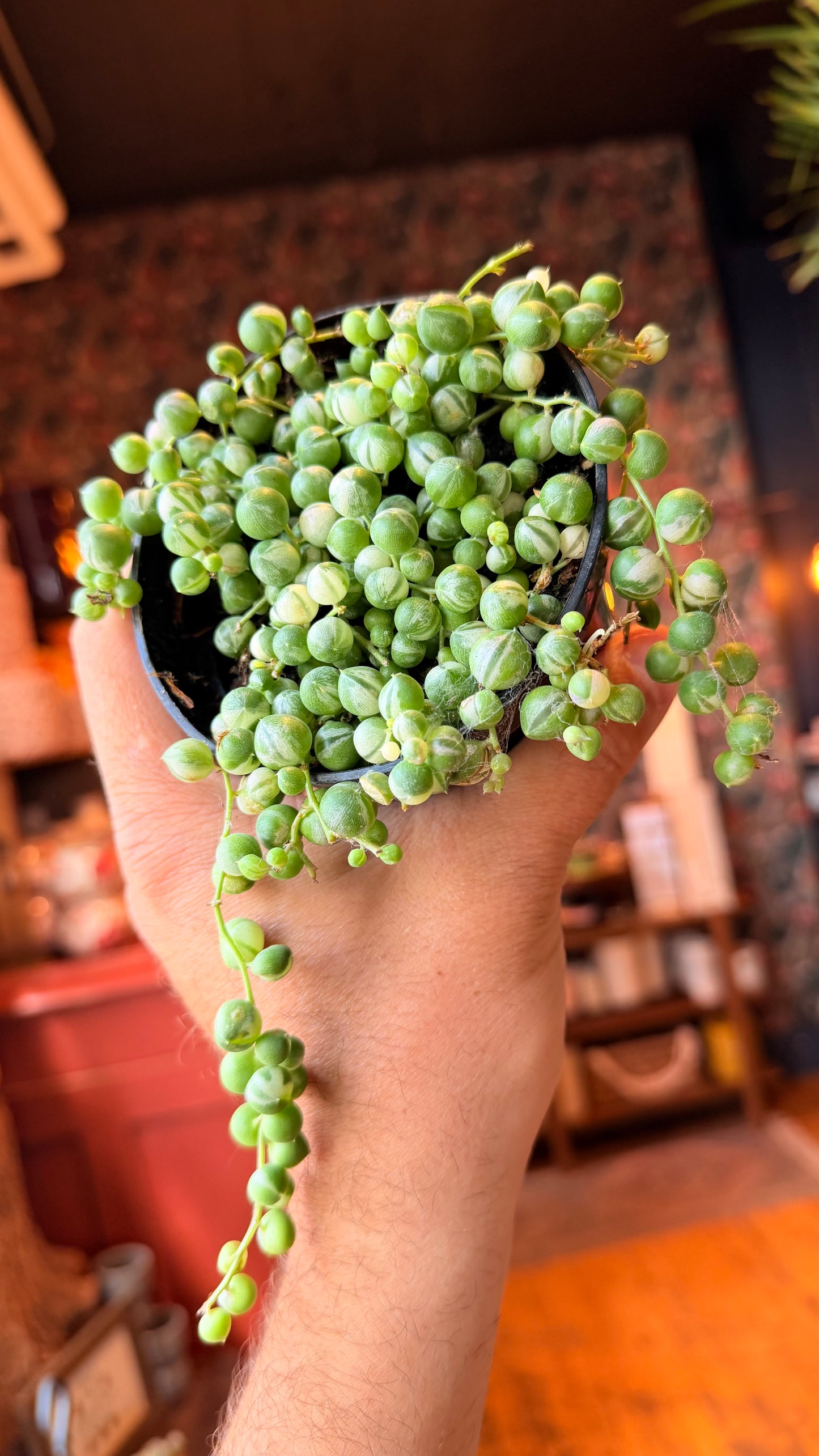 4” Variegated String of Pearls