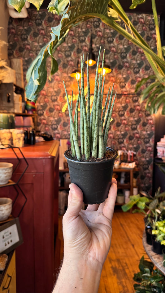 4” Fernwood Icicle Snake Plant