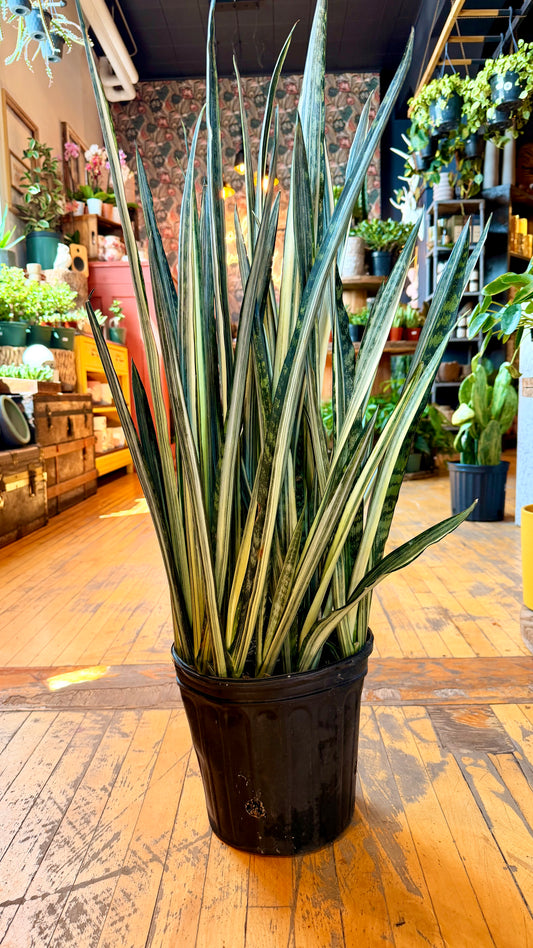 10” Bantel’s Sensation Snake Plant