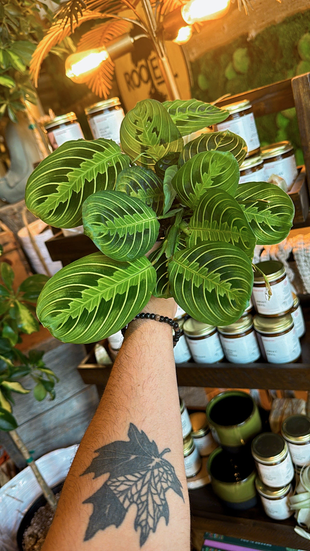 4” Lemon Lime Maranta