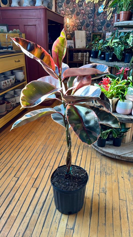 10” Ruby Twist Rubber Plant