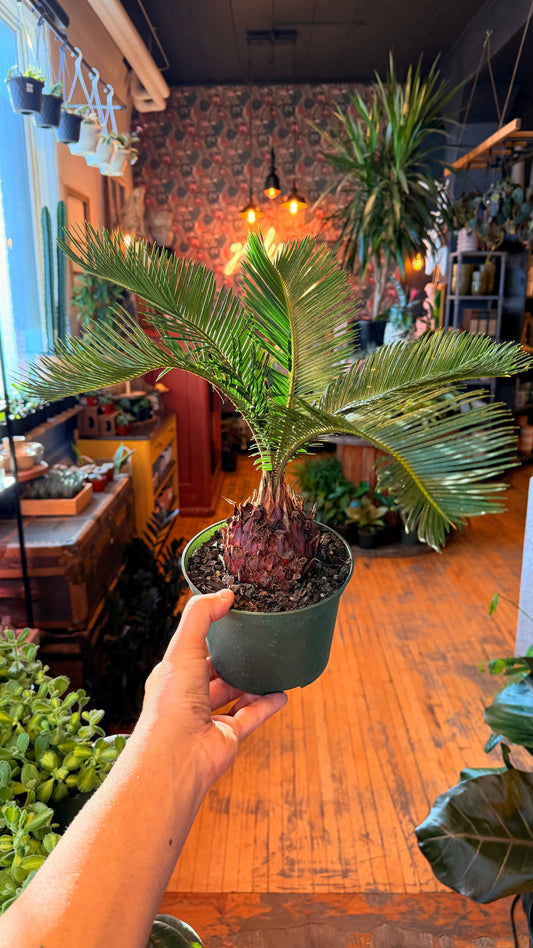 6” Sago Palm