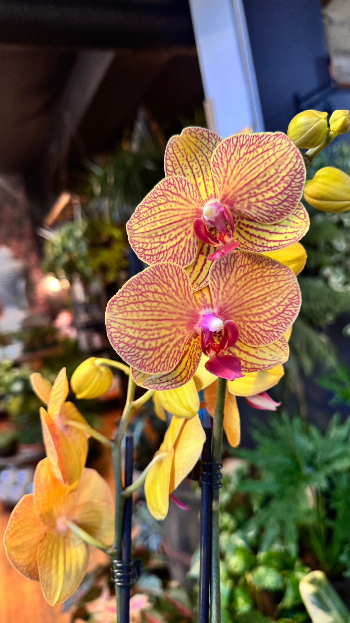 5.5” Orchids Assorted