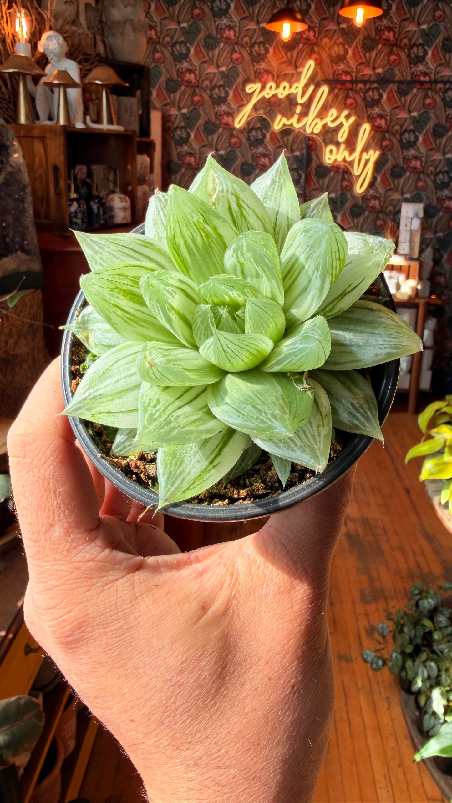 4” Haworthia Cooperi Variegated