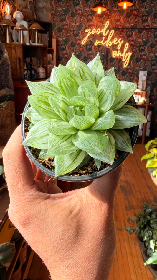 4” Haworthia Cooperi Variegated