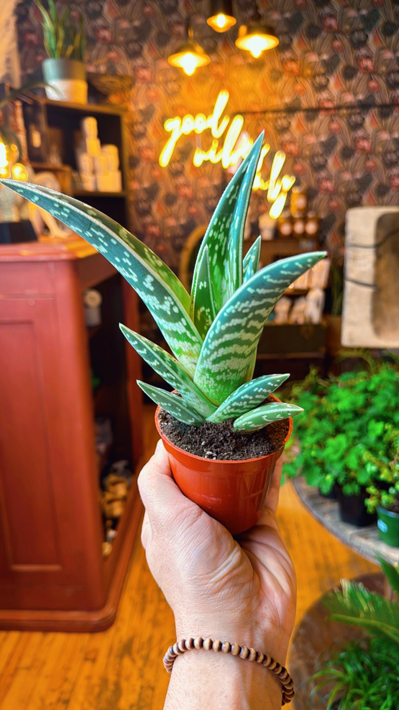 2.5” Pheasant Breast Aloe