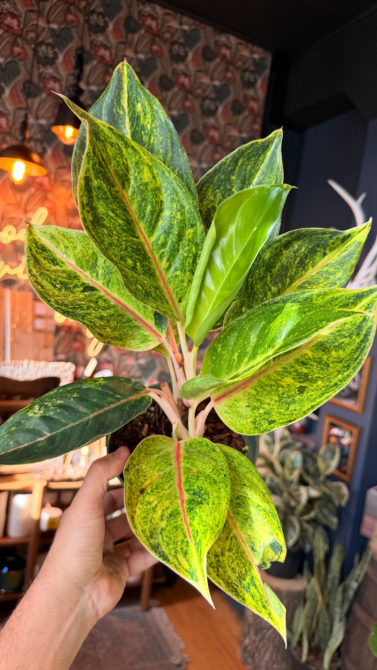 6” Golden Papaya Aglaonema