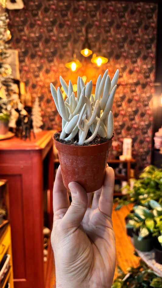 3” Ghost Plant Succulent