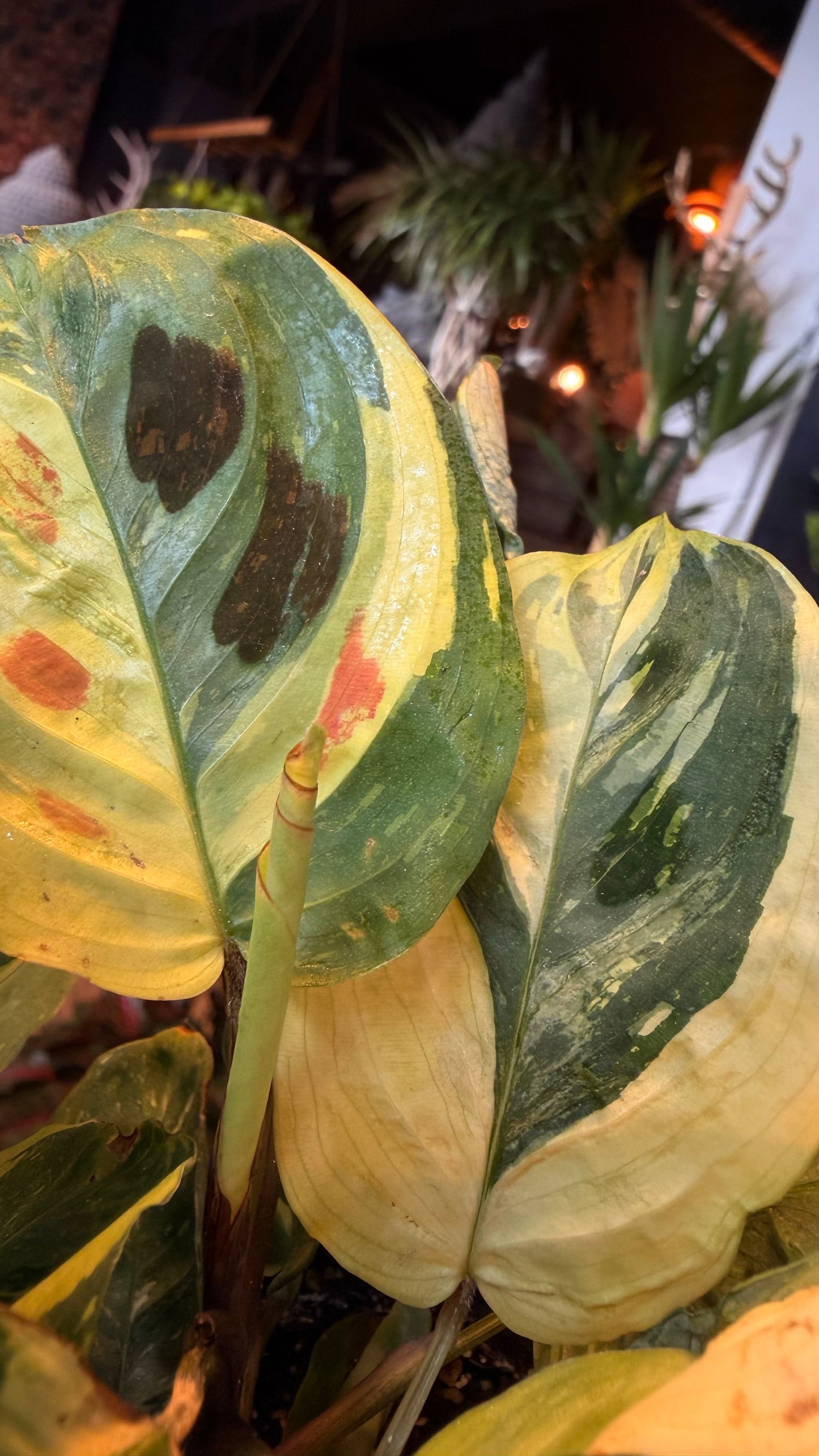 4” Variegated ‘Beauty Kim’ Maranta