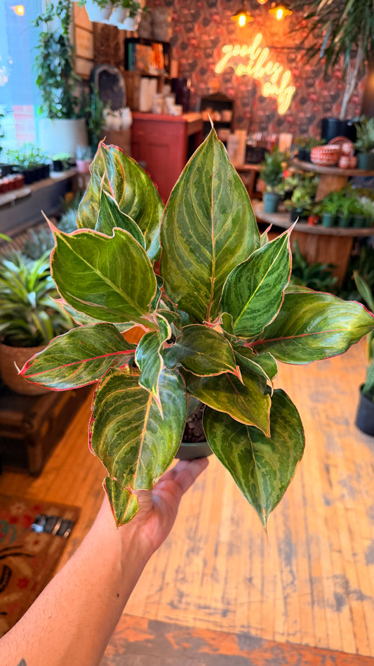 6” Aglaonema Moonstone Army