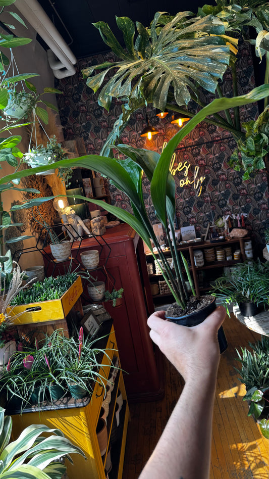 4” Cast Iron Plant