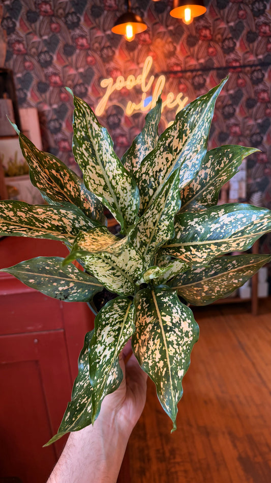 6” Champagne Aglaonema