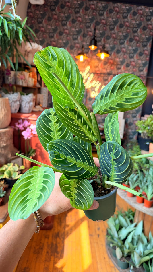 4” Lemon Lime Maranta