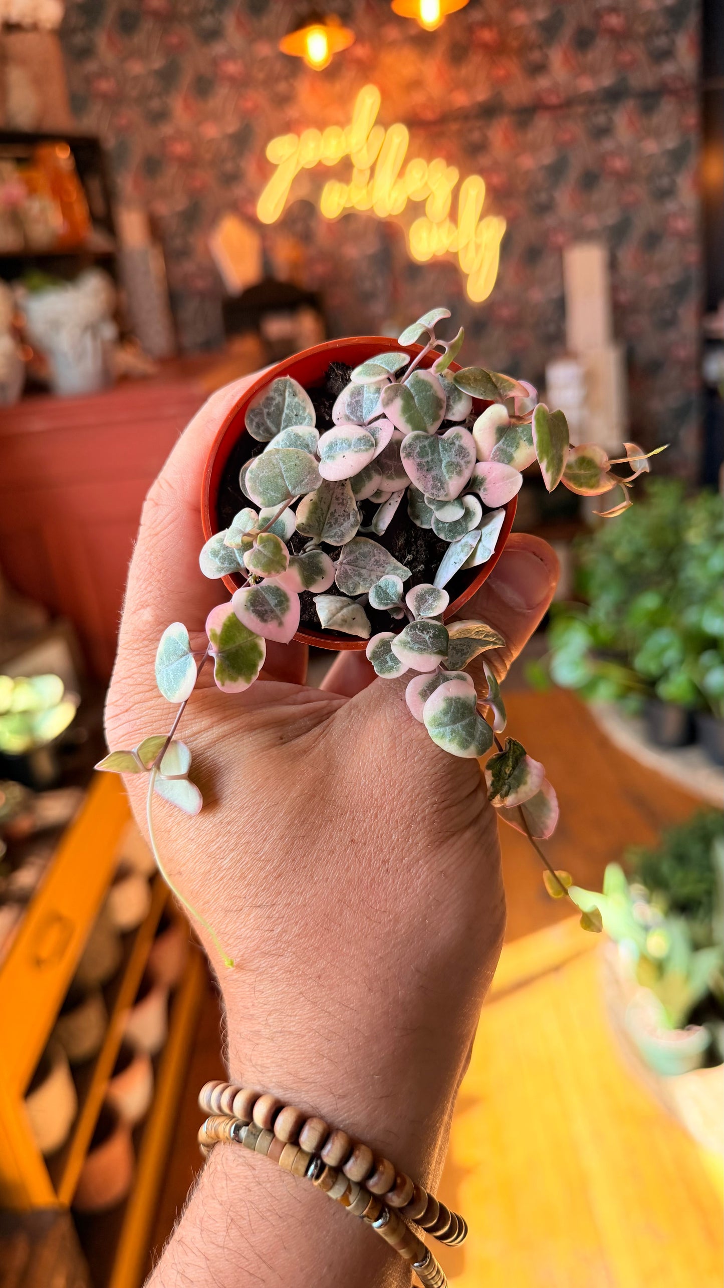 2.5” Variegated String of Hearts ‘Pretty in Pink’