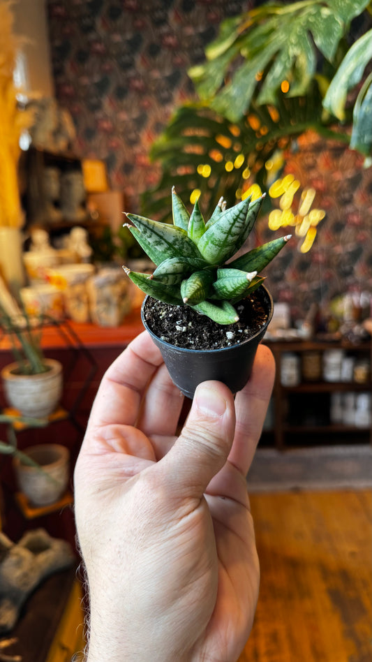 2.5” Ming Manee Snake Plant