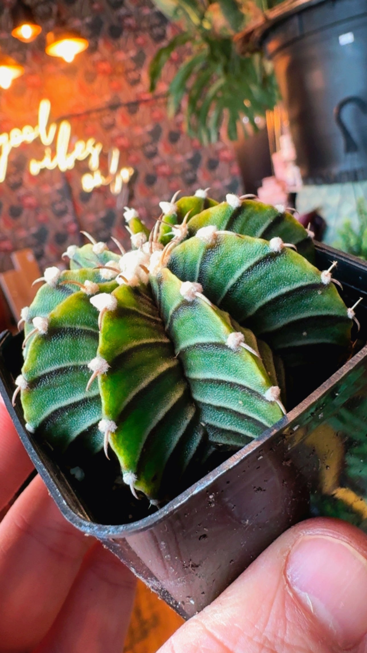 2.5” Gymnocalycium Mihanovichii Variegated