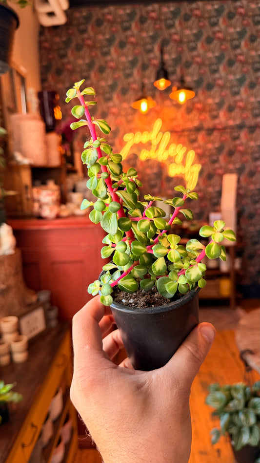 3.5” Variegated Jade Bonsai ‘Magenta Stem’