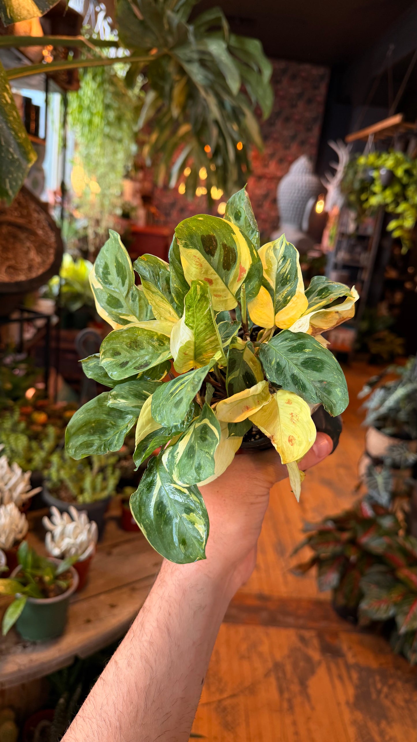 4” Variegated ‘Beauty Kim’ Maranta