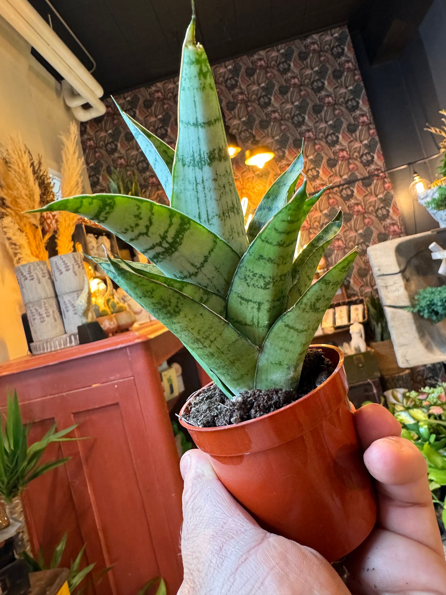 2.5” Tough Lady Snake Plant