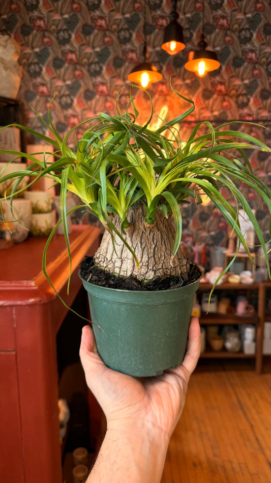6” Pygmy Ponytail Palm