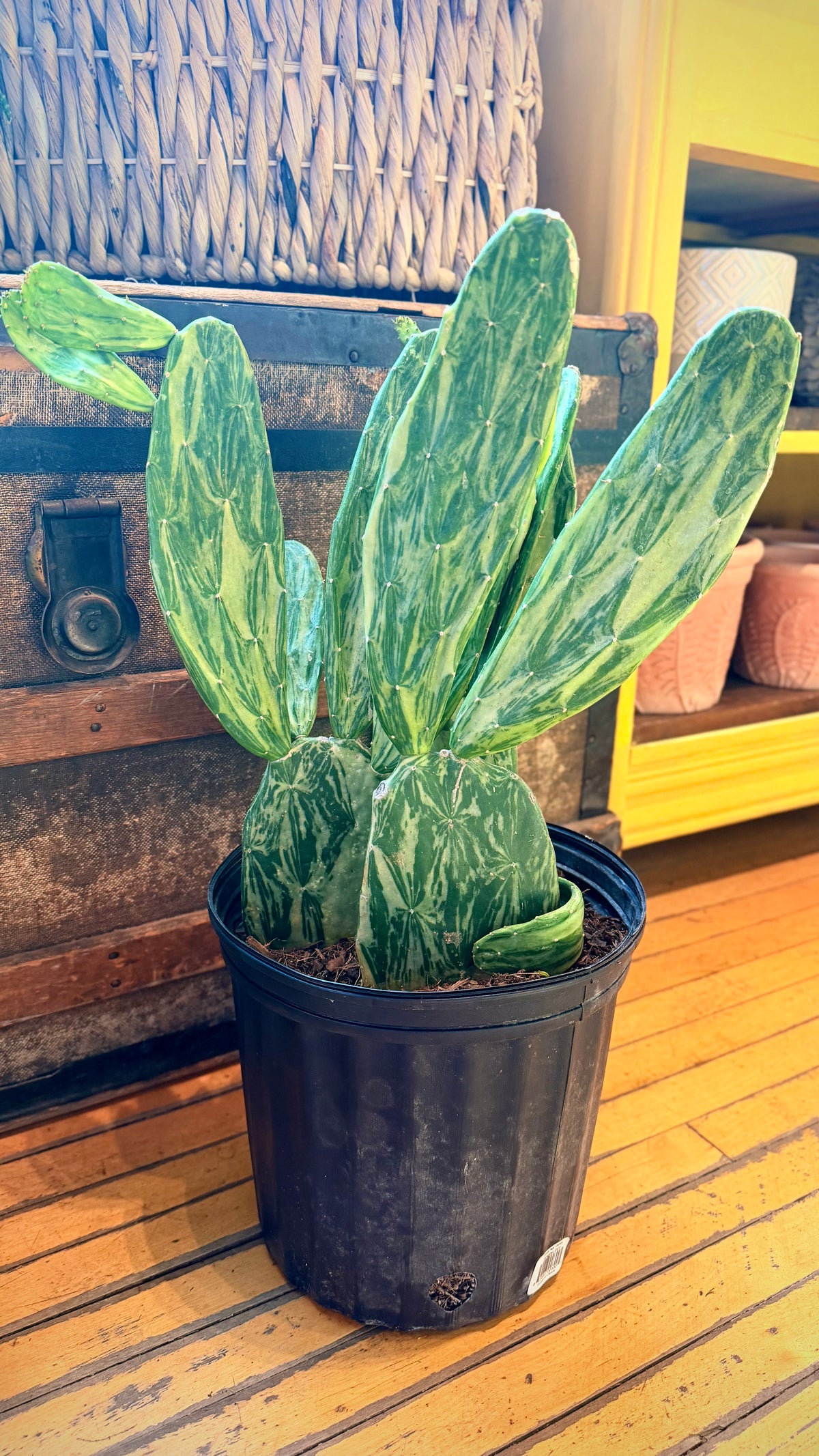 10” Variegated Paddle Cactus
