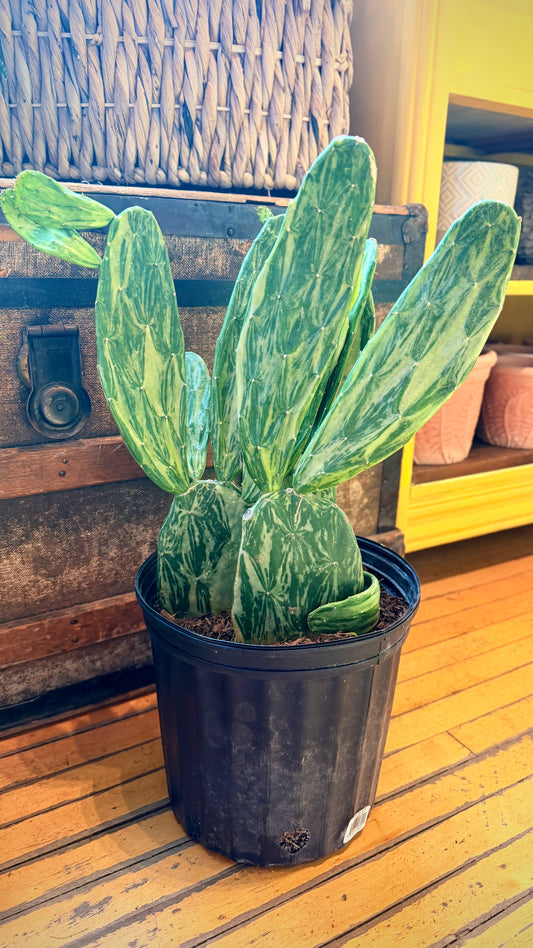 10” Variegated Paddle Cactus