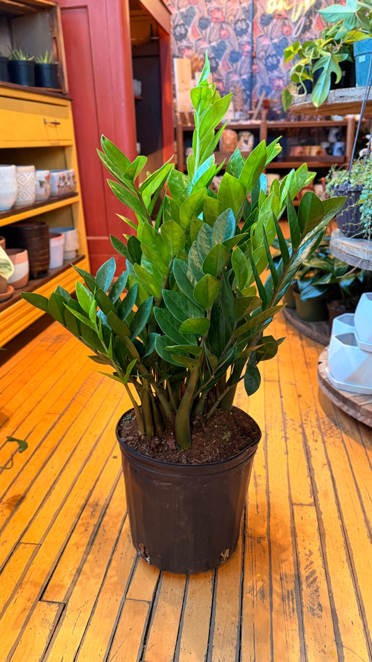 10” Zz Plant