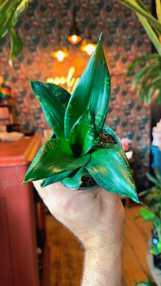 4” Whitney Hahnii Snake Plant