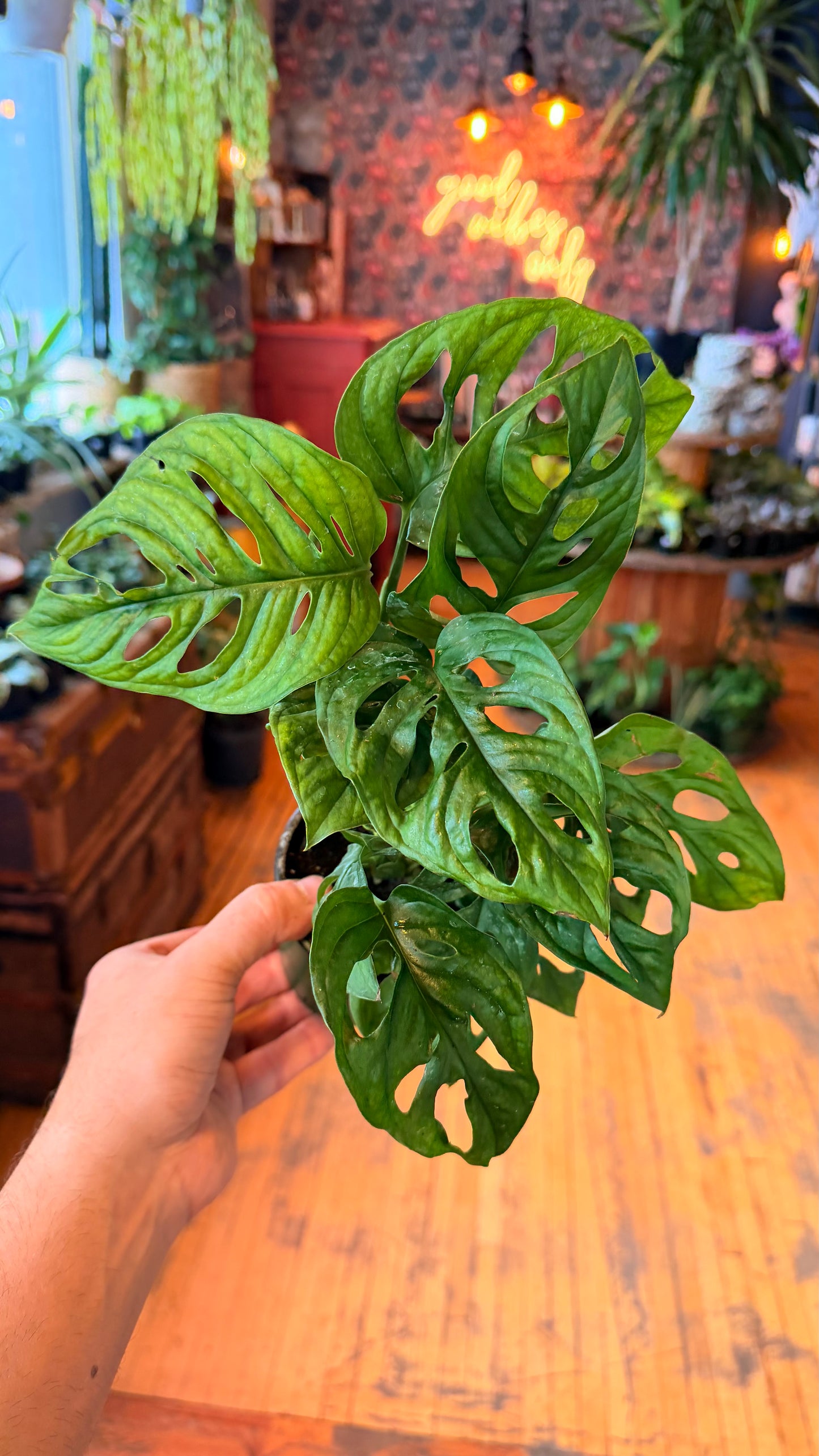 4” Swiss Cheese Plant ‘Wide Leaf’