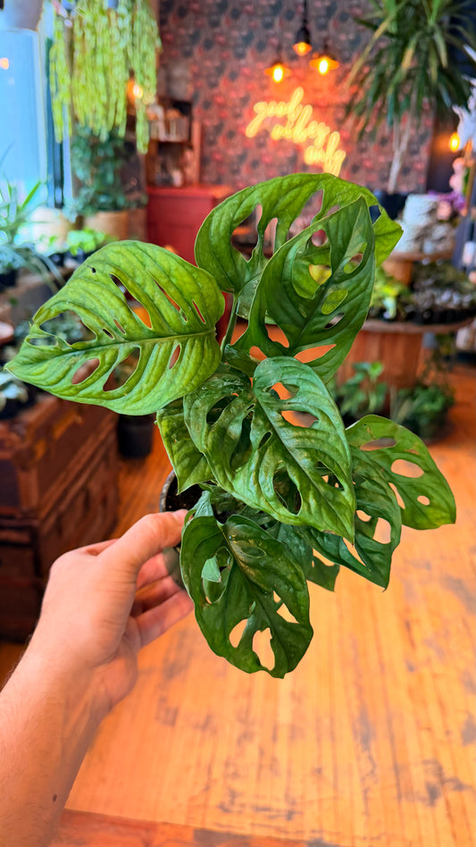 4” Swiss Cheese Plant ‘Wide Leaf’