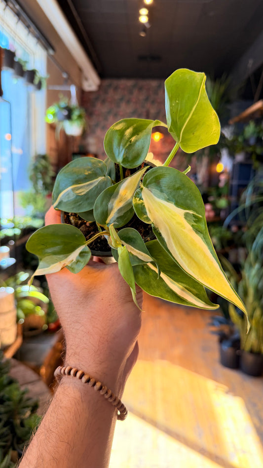 4” Cream Splash Philodendron